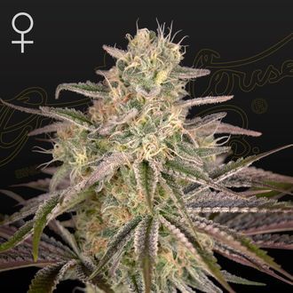 Cloud Walker (Greenhouse Seeds) Feminiserede