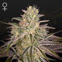 Cloud Walker (Greenhouse Seeds) Feminiserede