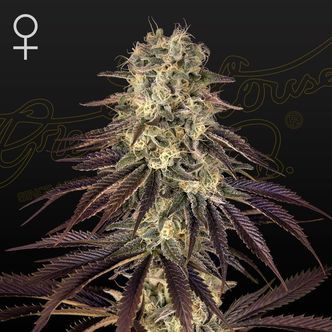 Kong's Krush (Greenhouse Seeds) feminiserede cannabisfr&oslash;