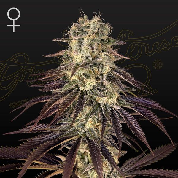 Kong's Krush (Greenhouse Seeds) Feminiserede