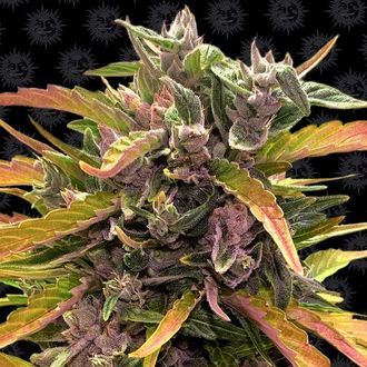 GG#4 Auto (Barney's Farm) Feminiserede