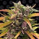GG#4 Auto (Barney's Farm) Feminiserede