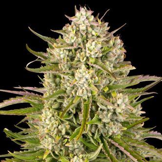 Wedding Cake Auto (Barney's Farm) feminiserede cannabisfr&oslash;
