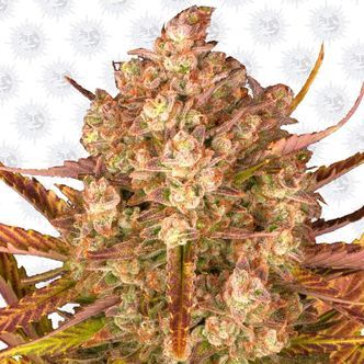 Dos Si Dos Auto (Barney's Farm) feminiserede cannabisfr&oslash;