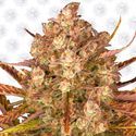 Dos Si Dos Auto (Barney's Farm) Feminiserede