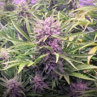 Gorilla Zkittlez Auto (Barney's Farm) Feminiserede