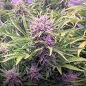 Gorilla Zkittlez Auto (Barney's Farm) Feminiserede