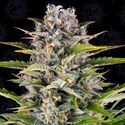Gorilla Zkittlez Auto (Barney's Farm) Feminiserede