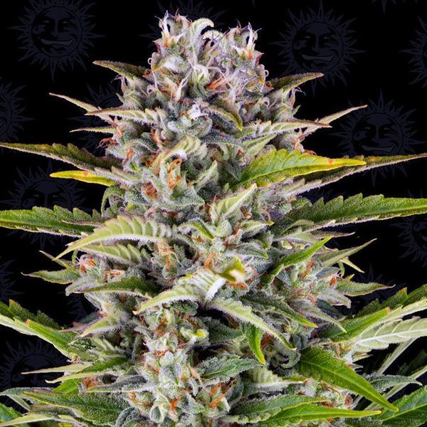 Gorilla Zkittlez Auto (Barney's Farm) Feminiserede