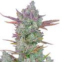 Gorilla Cookies Auto (FastBuds) Feminiserede