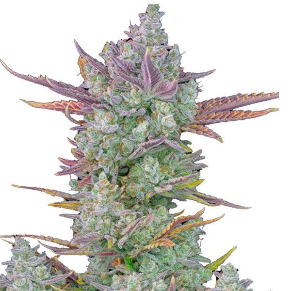 Gorilla Cookies Auto (FastBuds) Feminiserede