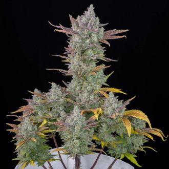 Gorilla Cookies Auto (FastBuds) Feminiserede
