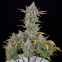 Gorilla Cookies Auto (FastBuds) Feminiserede