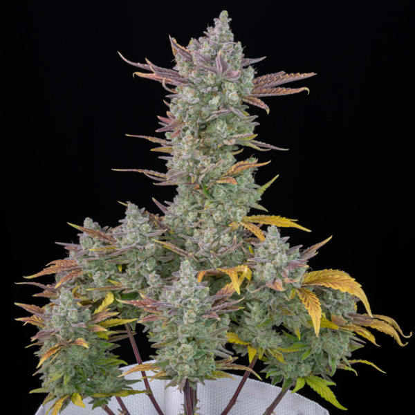 Gorilla Cookies Auto (FastBuds) Feminiserede