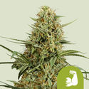 HulkBerry Autoflower (Royal Queen Seeds) Feminiserede