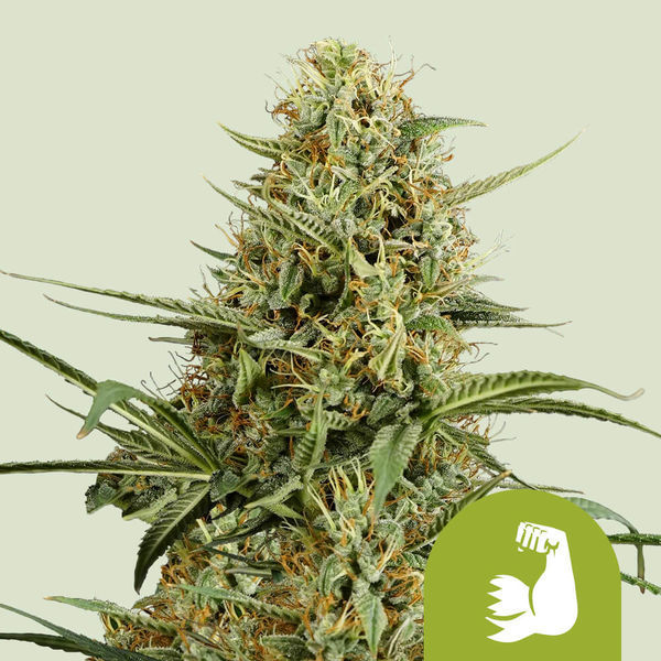 HulkBerry Autoflower (Royal Queen Seeds) Feminiserede