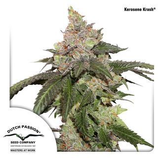 Kerosene Krash (Dutch Passion) Feminiserede