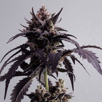 Ginger Punch Auto (Kannabia) feminiserede