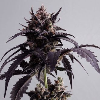 Ginger Punch Auto (Kannabia) Feminiserede