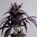 Ginger Punch Auto (Kannabia) Feminiserede