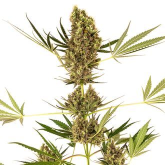 Alpine Delight CBD Autoflower (Sensi Seeds) Feminiserede