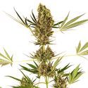 Alpine Delight CBD Autoflower (Sensi Seeds) Feminiserede