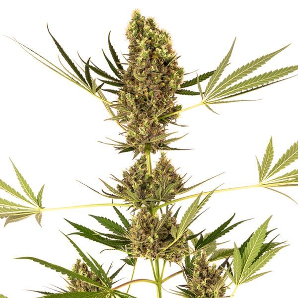 Alpine Delight CBD Autoflower (Sensi Seeds) Feminiserede