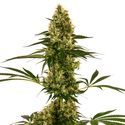 Blue Bullet Auto (Sensi Seeds) Feminiserede