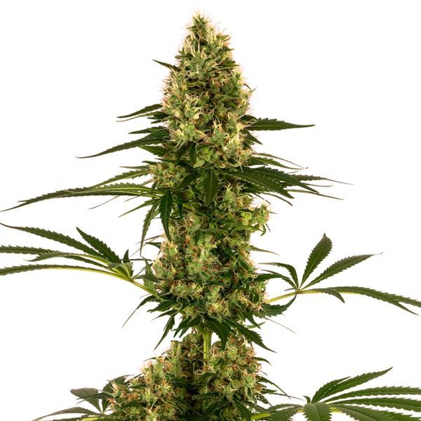 Blue Bullet Auto (Sensi Seeds) Feminiserede