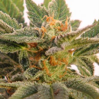 Kritic Auto (Kannabia) feminiserede cannabisfr&oslash;