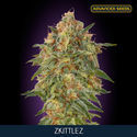 Zkittlez (Advanced Seeds) Feminiserede