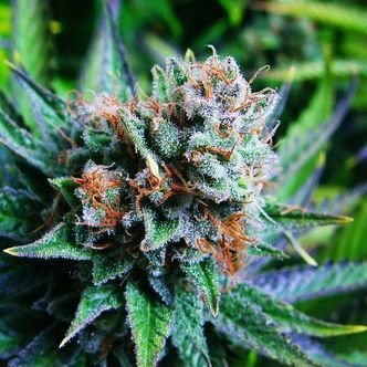 Blue Dream (Nirvana) feminiserede cannabisfr&oslash;