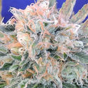 Auto Blueberry Ghost OG (Original Sensible) Feminiserede
