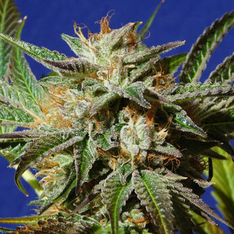 Gorilla Cookies (Original Sensible) Feminiserede