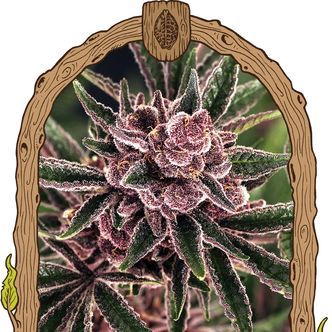 Tropical Fuel (Exotic Seed) feminiserede