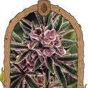 Tropical Fuel (Exotic Seed) Feminiserede