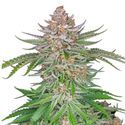 Strawberry Pie Auto (FastBuds) Feminiserede