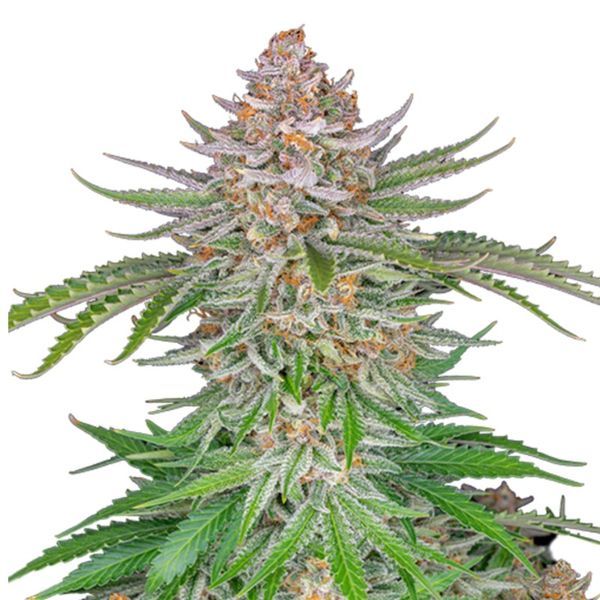 Strawberry Pie Auto (FastBuds) Feminiserede