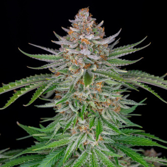 Strawberry Pie Auto (FastBuds) Feminiserede