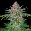 Strawberry Pie Auto (FastBuds) Feminiserede