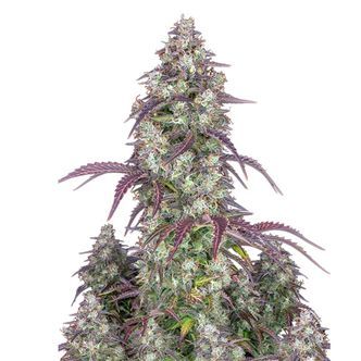 Lemon Pie Auto (FastBuds) feminiseret