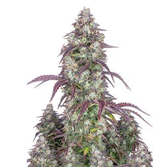 Lemon Pie Auto (FastBuds) Feminiserede