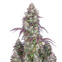 Lemon Pie Auto (FastBuds) Feminiserede