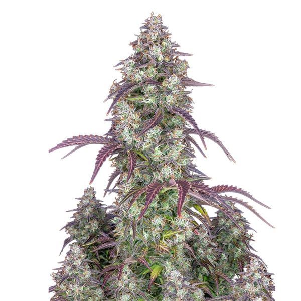 Lemon Pie Auto (FastBuds) Feminiserede