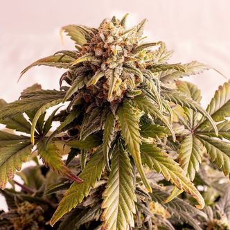 Speedy Boom Auto (Kannabia) feminiserede cannabisfr&oslash;