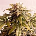 Speedy Boom Auto (Kannabia) Feminiserede