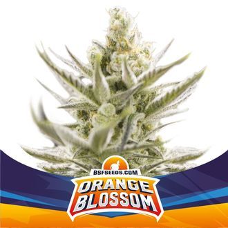 Orange Blossom XXL Auto (BSF Seeds) Feminiserede