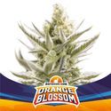 Orange Blossom XXL Auto (BSF Seeds) Feminiserede