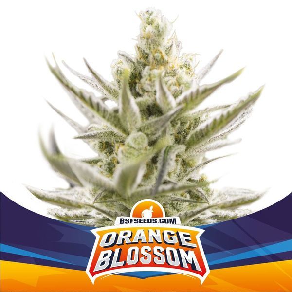Orange Blossom XXL Auto (BSF Seeds) Feminiserede