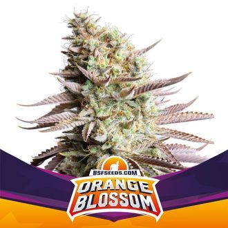 Orange Blossom (BSF Seeds) Feminiserede
